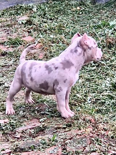 Девочки Американский Булли