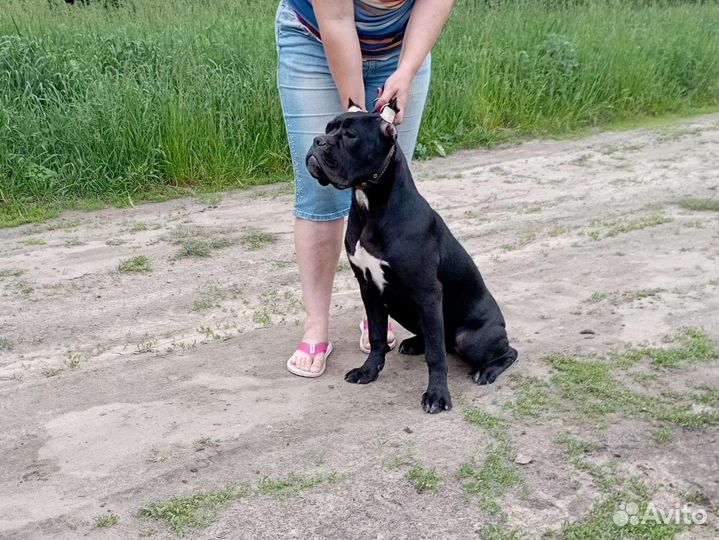 Кане Корсо щенки