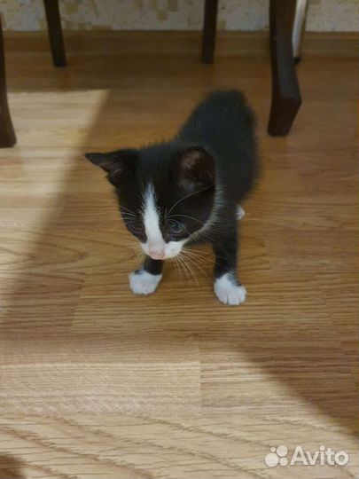 Котик в добрые руки