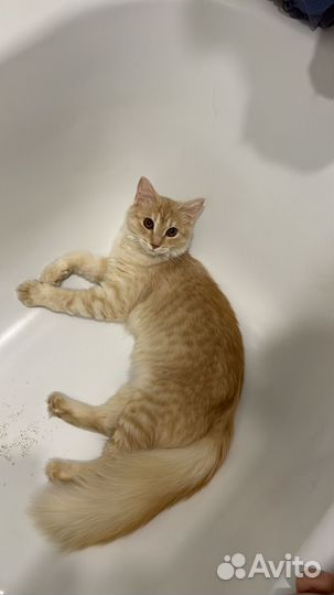 Кошечка в добрые руки