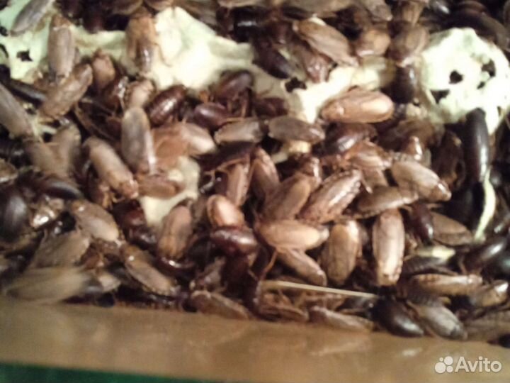 Туркменские, Мраморные, Мадагаскарские тараканы