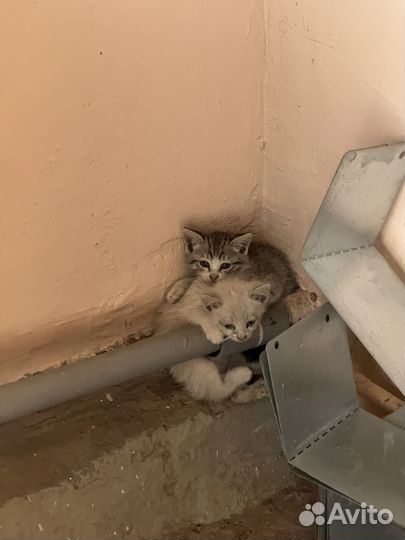 Котята мальчик и девочка