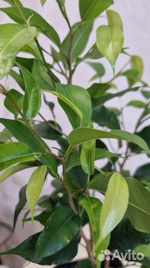 Фикус Бенджамина