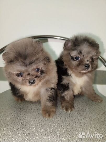 Пушистые красотки