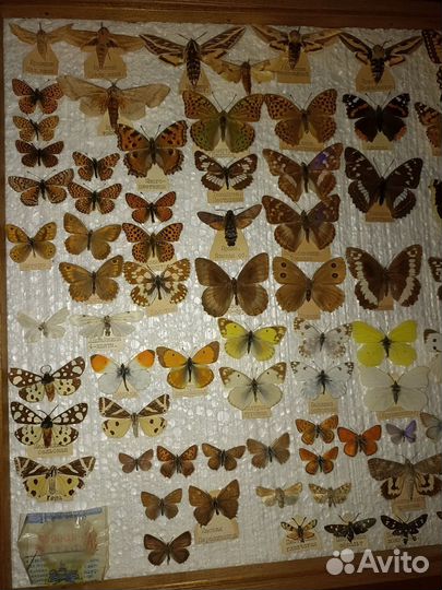 Энтомологическая коллекция бабочек