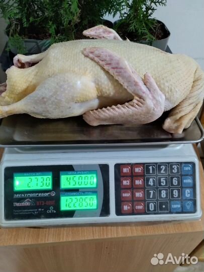 Домашние мясо утки, индейки