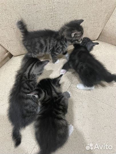 Котята бесплатно