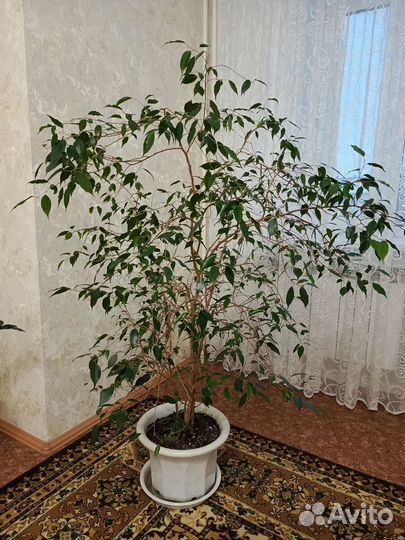 Фикус бенджамина