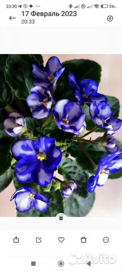 Сортовые фиалки