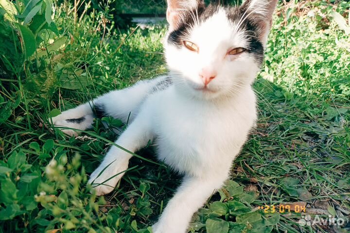 Кот Тёма в добрые руки