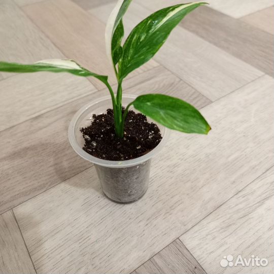 Спатифиллум домино