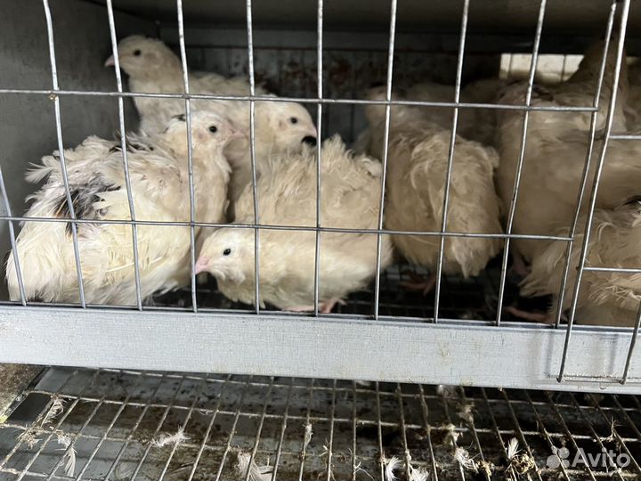 Куры молодки