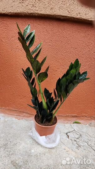 Замиокулькас вариегатный чёрный изумруд