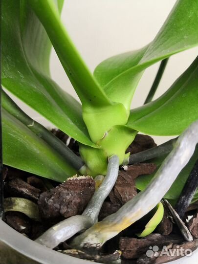 Орхидея ароматная Sogo Relax