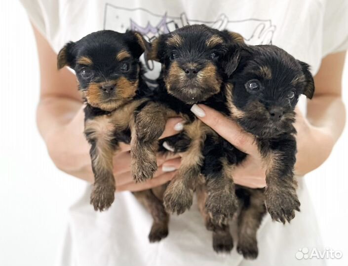 Мини йорк мальчик