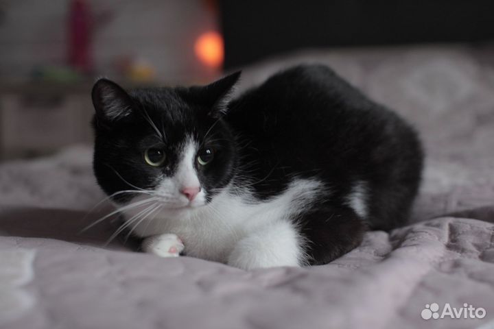 Фил в поиске дома