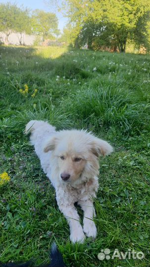 Маленькая собака в добрые руки бесплатно