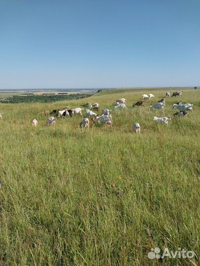 Продаются козы