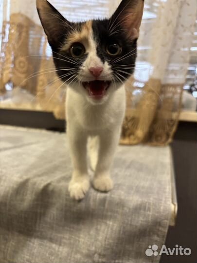 Кошечка девочка