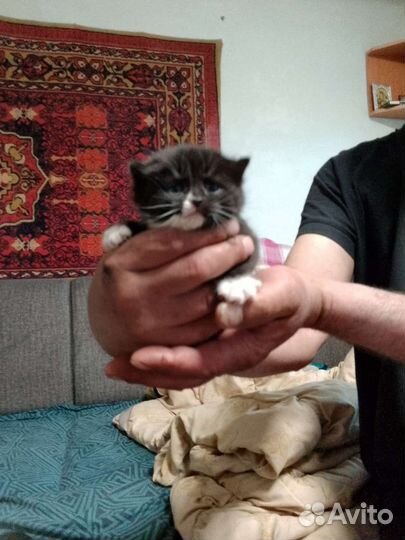 Котята пасхальные