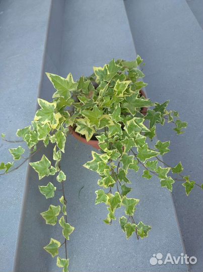 Плющ пестролистный