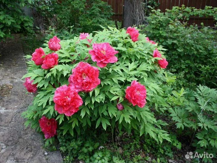 Пион древовидный сорт красное платье