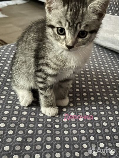 Котята в добрые руки бесплатно