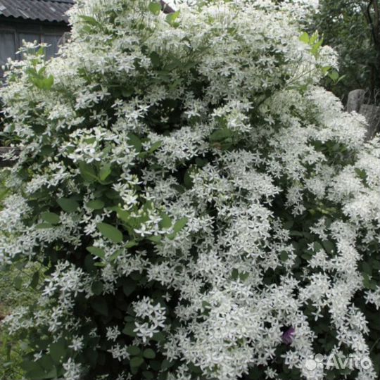 Клематис Маньчжурский