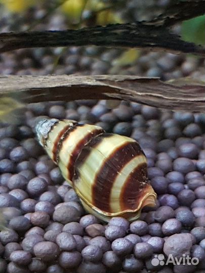 Улитка Хелена