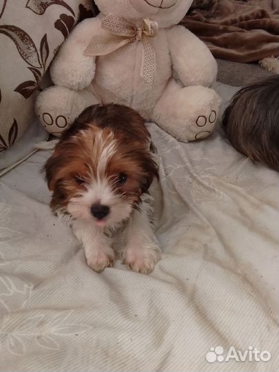 Йоркширский терьер