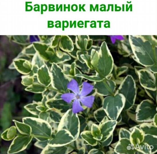 Сангвинария,барвинки,вербейники,арабис