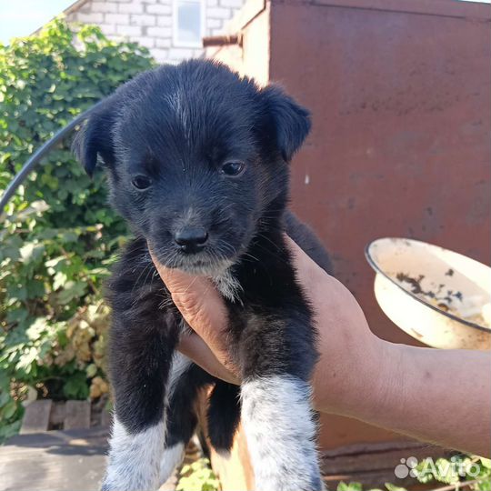 Щенки бесплатно