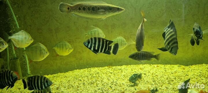 Аквариумные рыбки разных видов