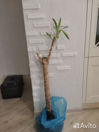 Пальма домашня