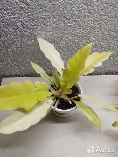 Филодендрон еллоу соу