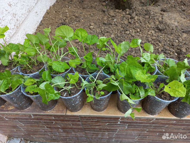 Фиалка лесная