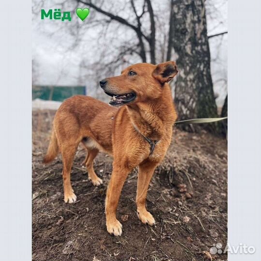 Собака в добрые руки бесплатно из приюта