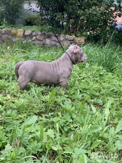 Мощная буллька