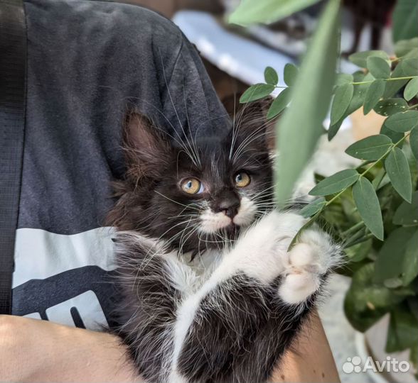 Котята в добрые руки бесплатно мальчик