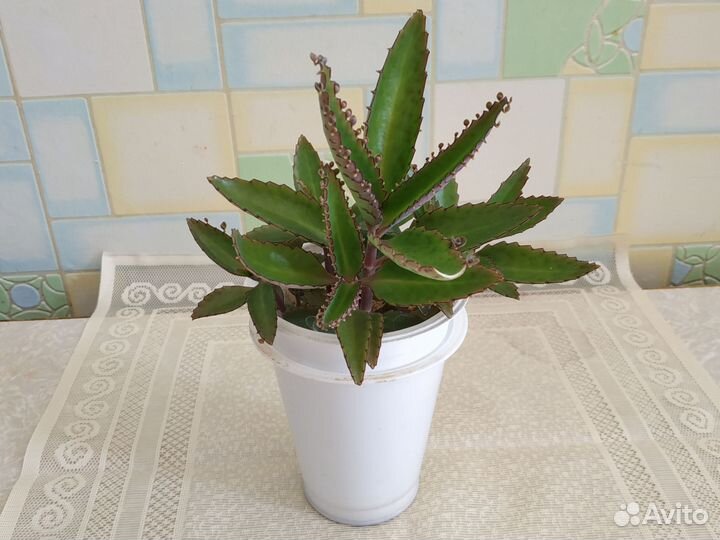 Каланхоэ Дегремона лечебный