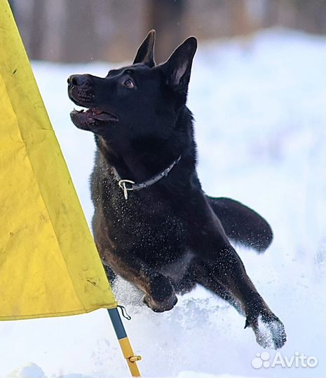 Восточноевропейские щенки