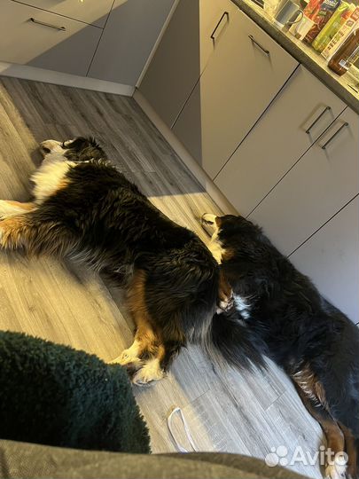 Передержка крупных собак, зооняня