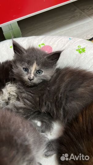 Котята мейн-кун