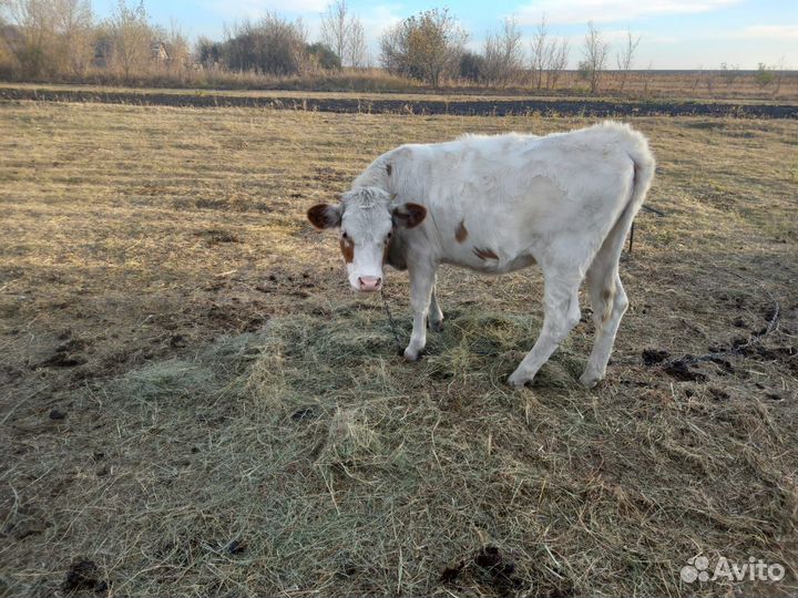 Домашние животные