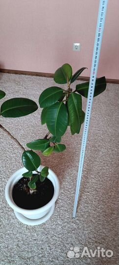 Фикус
