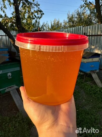 Мёд 2023 года(05.08.2023)