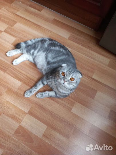 Кот для вязки