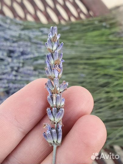 Лавандин 45-60 см