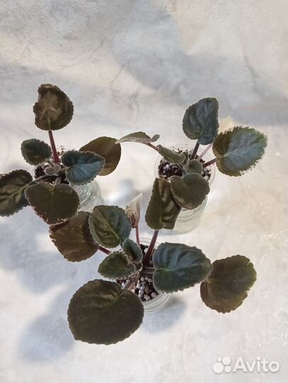 Сортовая фиалка Одалиска