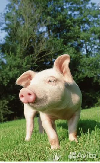 Поросенок ландрас